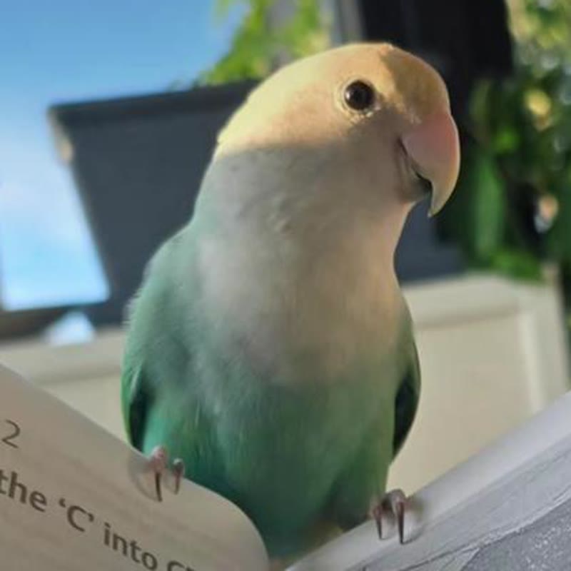 Mofu, a green lovebird, perched and looking at the camera